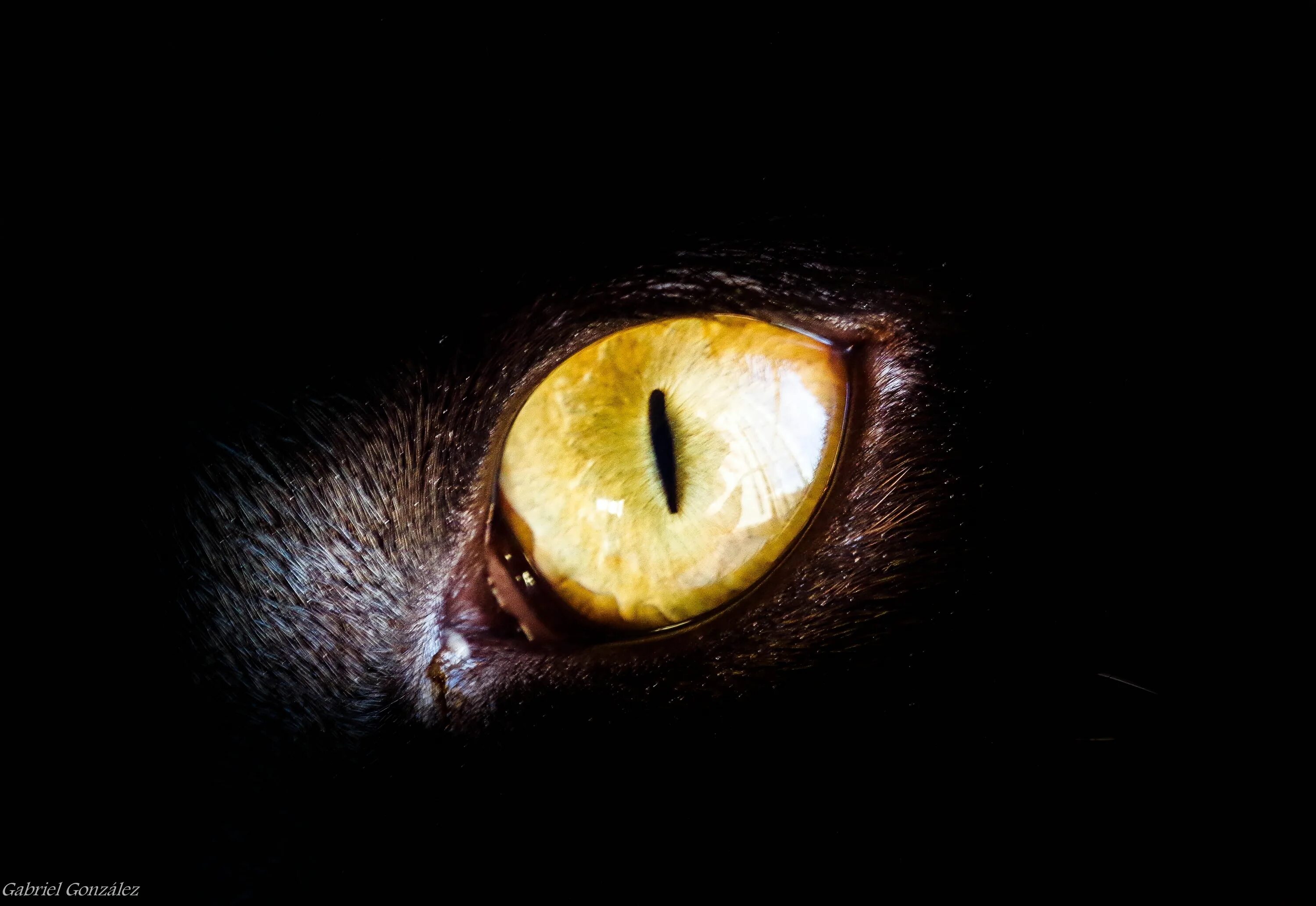 Желтыми как кошачьи глаза какое средство. Кошачий глаз. Глаза кошки в темноте. Кошачьи глаза в темноте. Желтые кошачьи глаза.