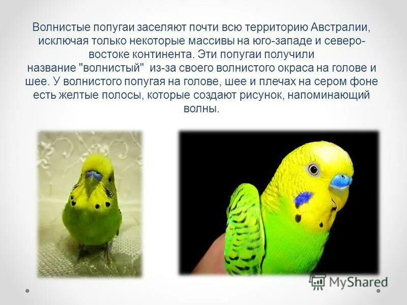 сочинение про волнистого попугая. интересные факты о волнистых попугаях. сочинение про попугая. сочинение на тему попугай. информация о домашнем попугае.