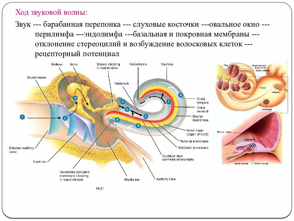 Слуховые косточки барабанная перепонка волосковые клетки. Звуковая волна колеблет барабанную перепонку схема. Схема передачи звукового сигнала в ухе. Волосковые клетки слухового анализатора строение.