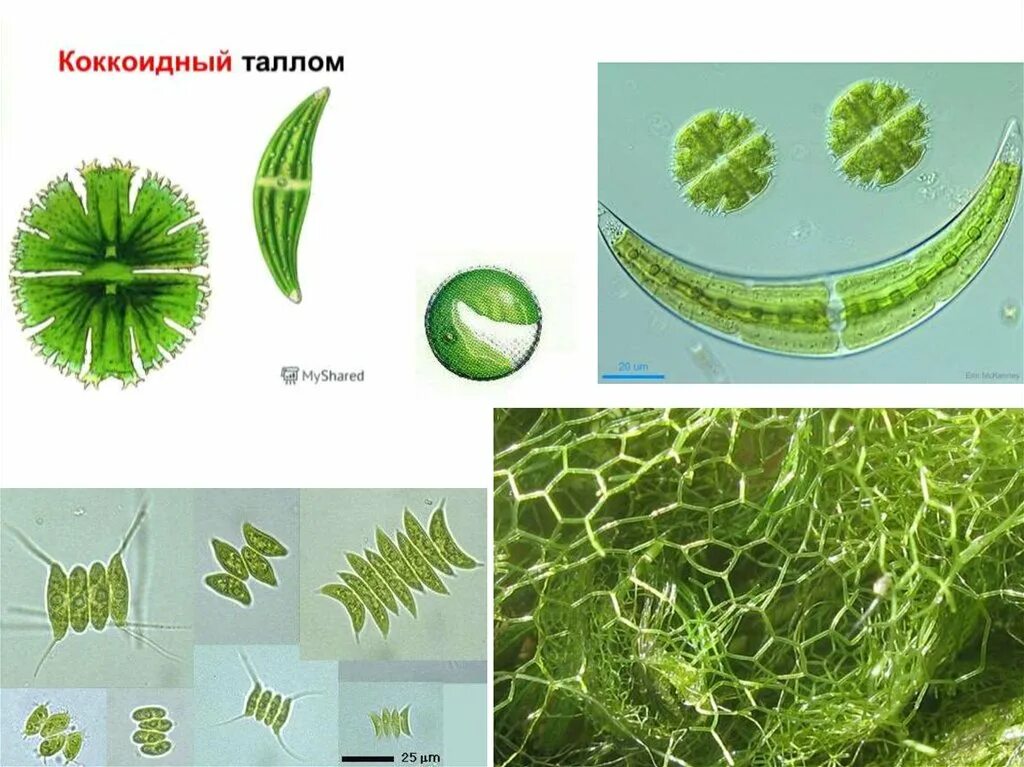 Одноклеточные водоросли произошли. Одноклеточные талломы водорослей. Таллом хлореллы коккоидный. Тип таллома зеленых водорослей. Водоросль хлорелла таллом.