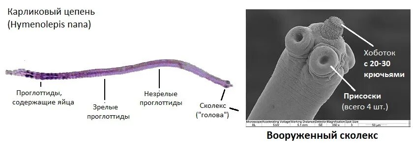 Карликовый цепень (Hymenolepis Nana). Hymenolepis Nana – карликовый цепень-гименолепидоз. Ленточные черви карликовый цепень. Hymenolepis Nana строение.