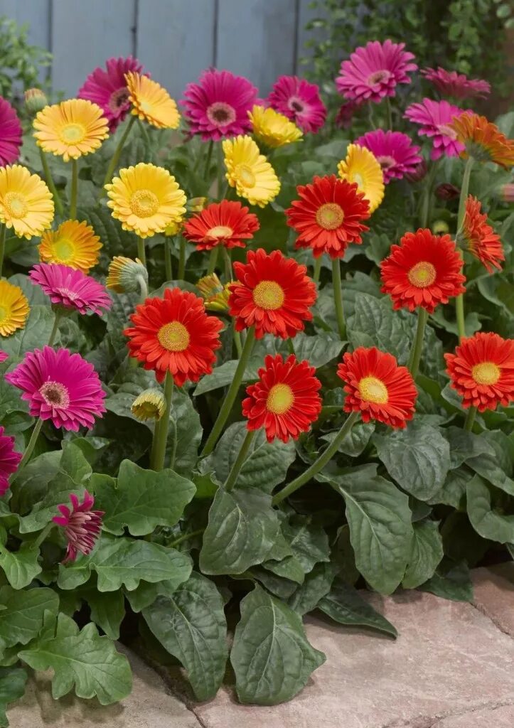 Hardy gerbera, from Blooming Direct Outdoor flowers, Flower garden, Planting flo
