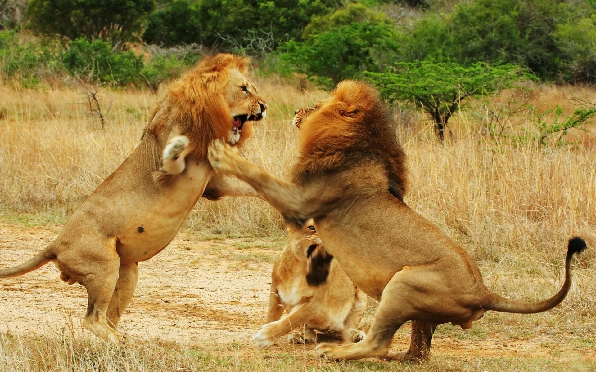 Львы схватки. Битва Львов за Прайд. Львы дерутся. Борьба животных. Животные дерутся.