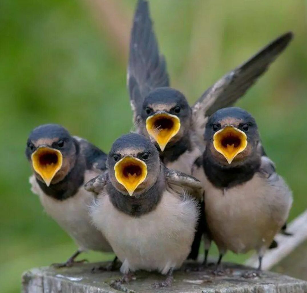 Поют весной птицы весело. Птенец желторотик Ласточка. Смешные птички. Птичий хор. Поющие птенцы.