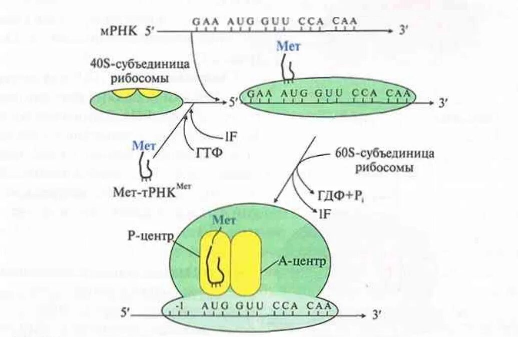 Схема инициации синтеза белка. Схема трансляции белка биохимия. Схема инициация трансляции биохимия. Синтез белка схема биохимия. Этапы инициации трансляции