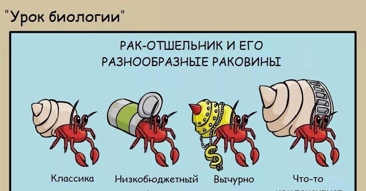 Жил был рак. Раки-отшельники. Рачок в раковине. Рак-отшельник обыкновенный. Раки-отшельники раки-отшельники.