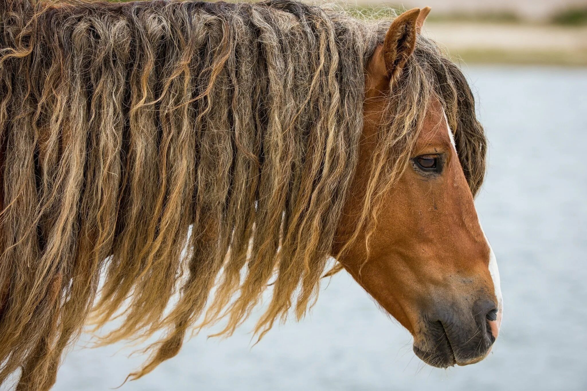 Horse hair. Лошадиная грива. Морда лошади. Конская грива. Грива коня.