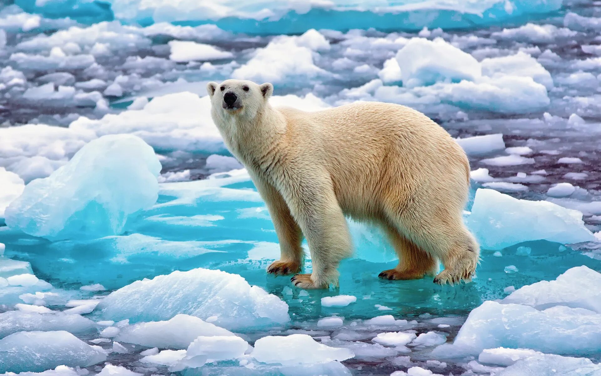 Северный Ледовитый океан белый медведь. Северный Ледовитый океан Полярный медведь. Белый Полярный медведь на льдине. Белые медведи в Арктике.