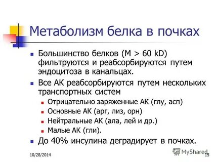 Белки в почках