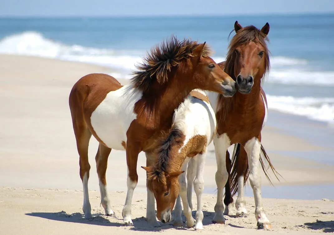 Family horses. Жеребята породы пинто. Семья красивых лошадей. Кобыла с жеребенком. Family horses.