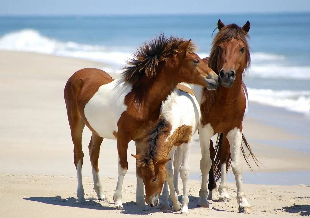 Horse family. Лошади. Семья лошадей. Две лошади. Семья лошадей с жеребенком.