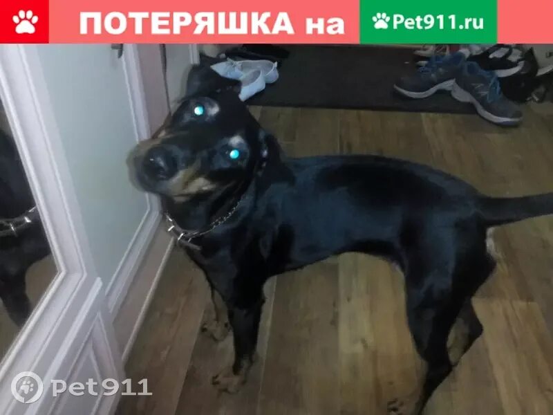 Pet 911. Пропала собака черная сорвалась с поводка. Потерялась собака в наморднике и с лампочкой Москва.