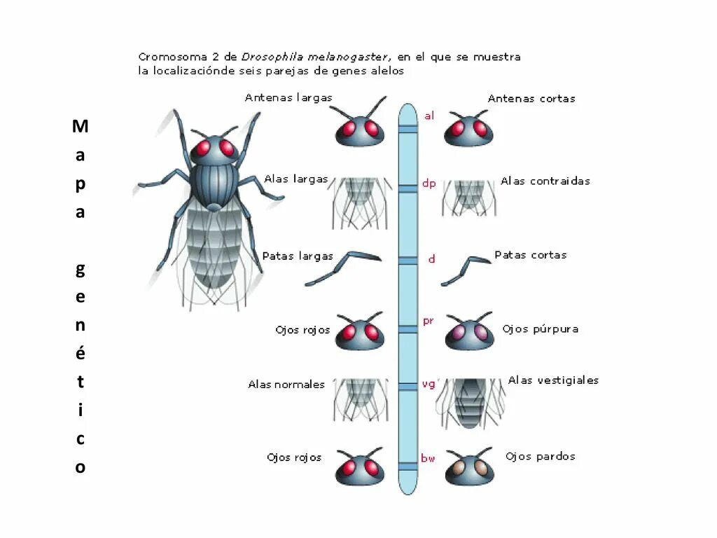 Таблица сравнения нормальных и мутантных форм дрозофил. Дрозофила melanogaster. Дрозофила Меланогастер строение. Drosophila melanogaster мутации. Дрозофилы Двукрылые.