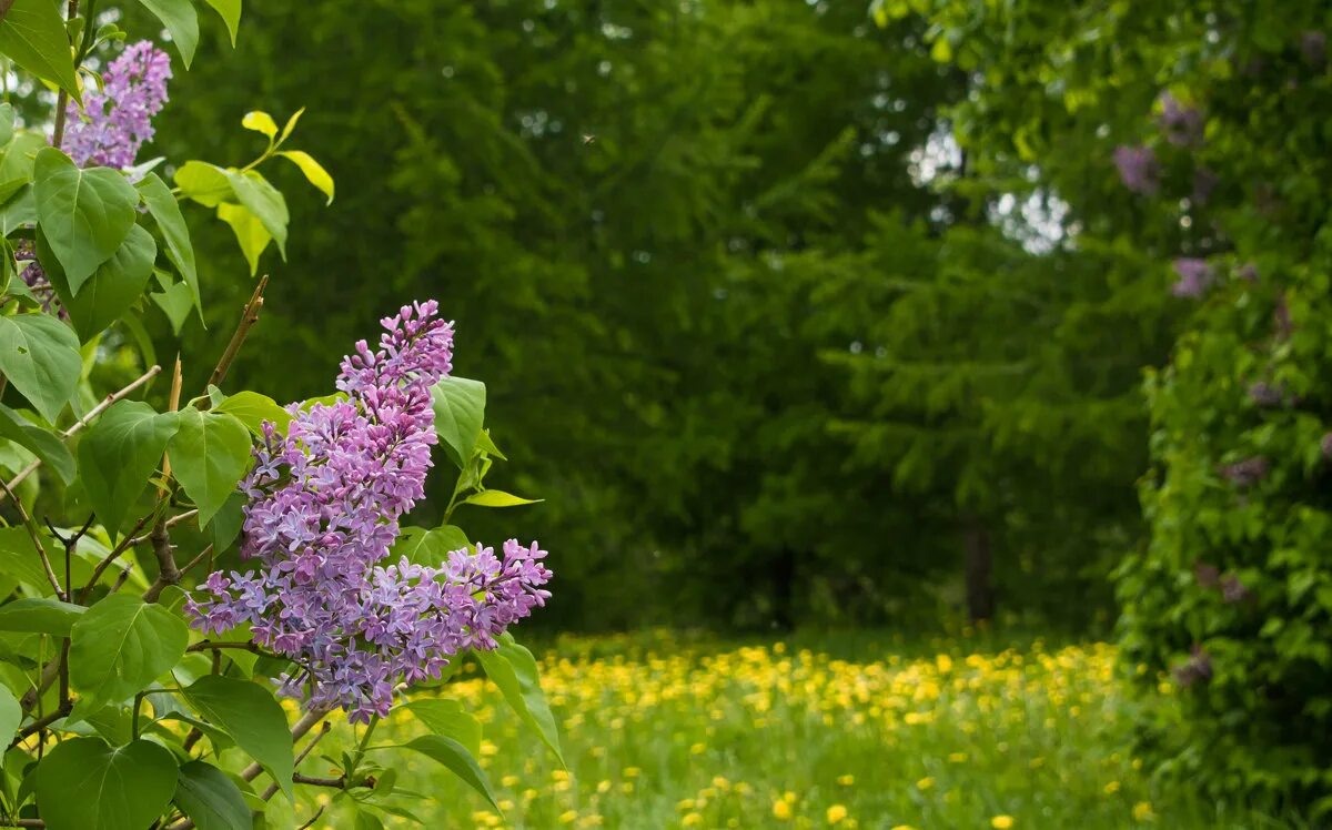 сиреневый сад измайлово. сирень в ботаническом саду цицина. сирень в твери. в моем саду сирень цветет. сирень жорж клод.