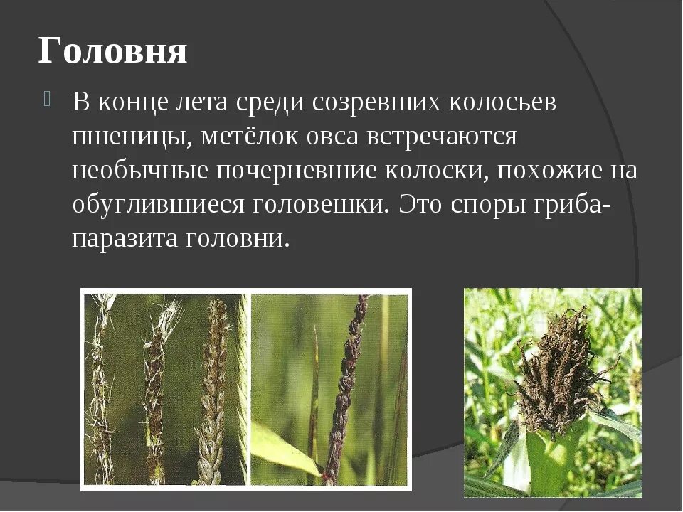 Головня поражаемые растения. Больное растение твердая головня. Головневые грибы паразиты. Головня болезнь пшеницы. Головня вызвана.