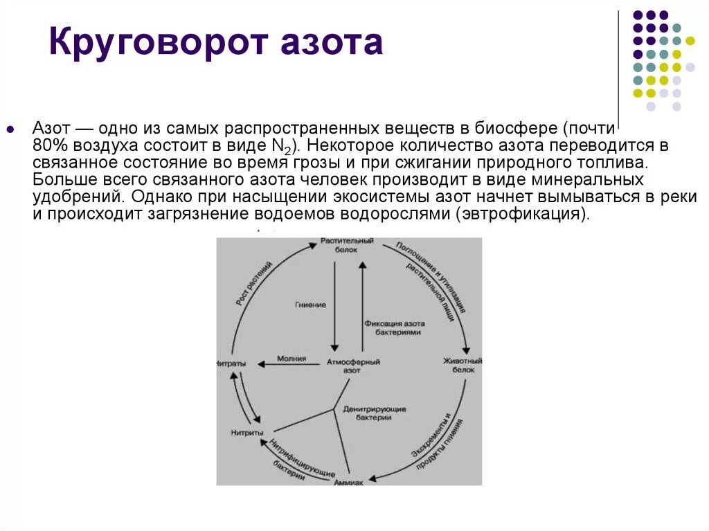 Какую роль в круговороте азота. Проблема связывания атмосферного азота. круговорот азота. в чем заключается проблема связанного азота. азот одно из самых распространенных.