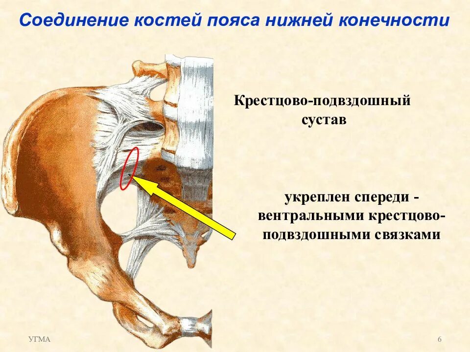 Соединение костей 6. Соединение костей пояса нижних конечностей. Соединение костей нижней конечности. Соединение костей пояса нижних конечностей крестцово. Соединение костей таза и нижней конечности.