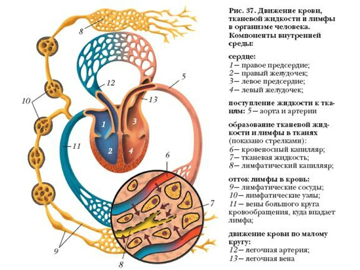 Лимфоотток в организме. Внутренняя среда организма тканевая жидкость лимфа. Компоненты внутренней среды организма схема. Схема движения крови тканевой жидкости и лимфы в организме человека. Движение лимф тканевой жидкости и крови в организме схема.