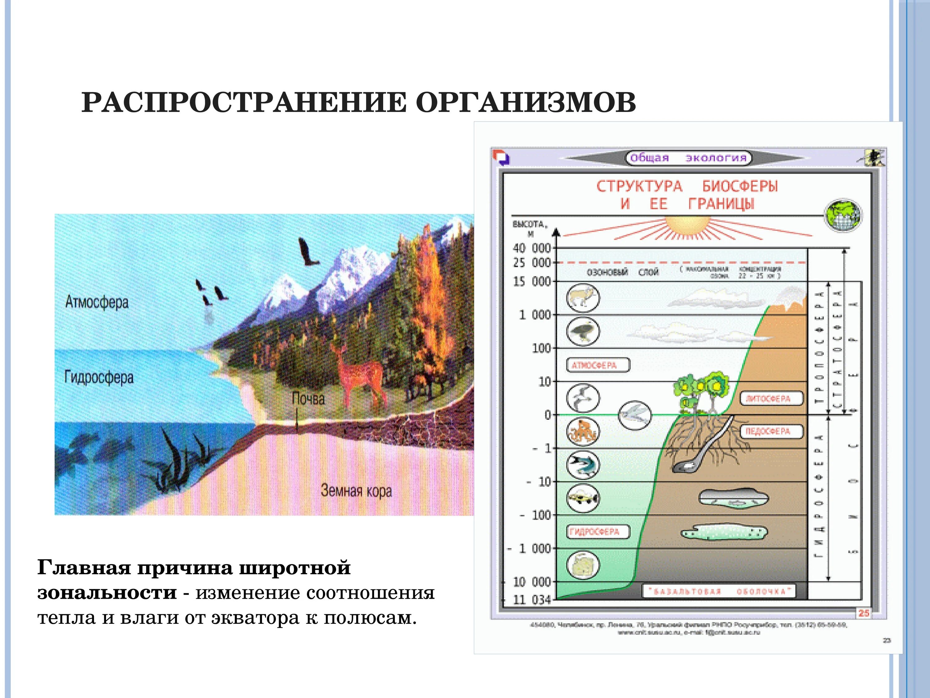 Атмосфера возникла позже биосферы. Биосфера природные зоны. Распространение организмов на земле. Распределение организмов на земле. Распространение организмов в биосфере.