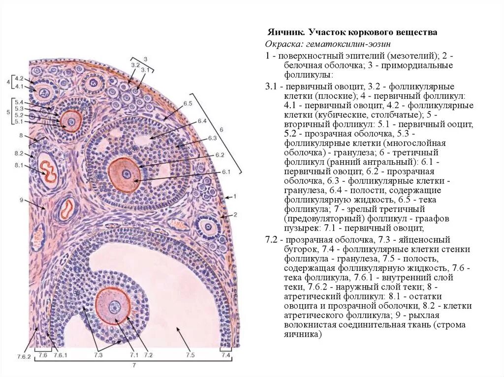 Граафов пузырек яичника. Яичник окраска гематоксилином и эозином. Препарат - яичник. Окраска гематоксилин-эозином.. Строение фолликула гистология. Яичник млекопитающего окраска гематоксилином и эозином.