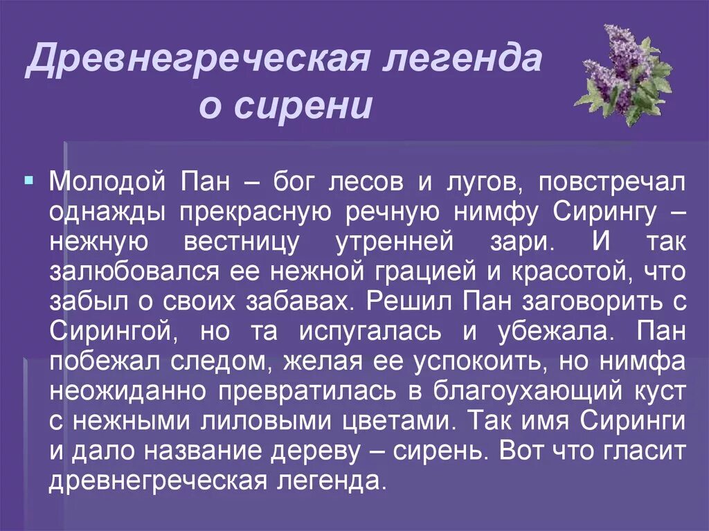 Легенда о сирени. Сирень миф. Легенда о происхождении сирени. Легенда о сирени для детей.