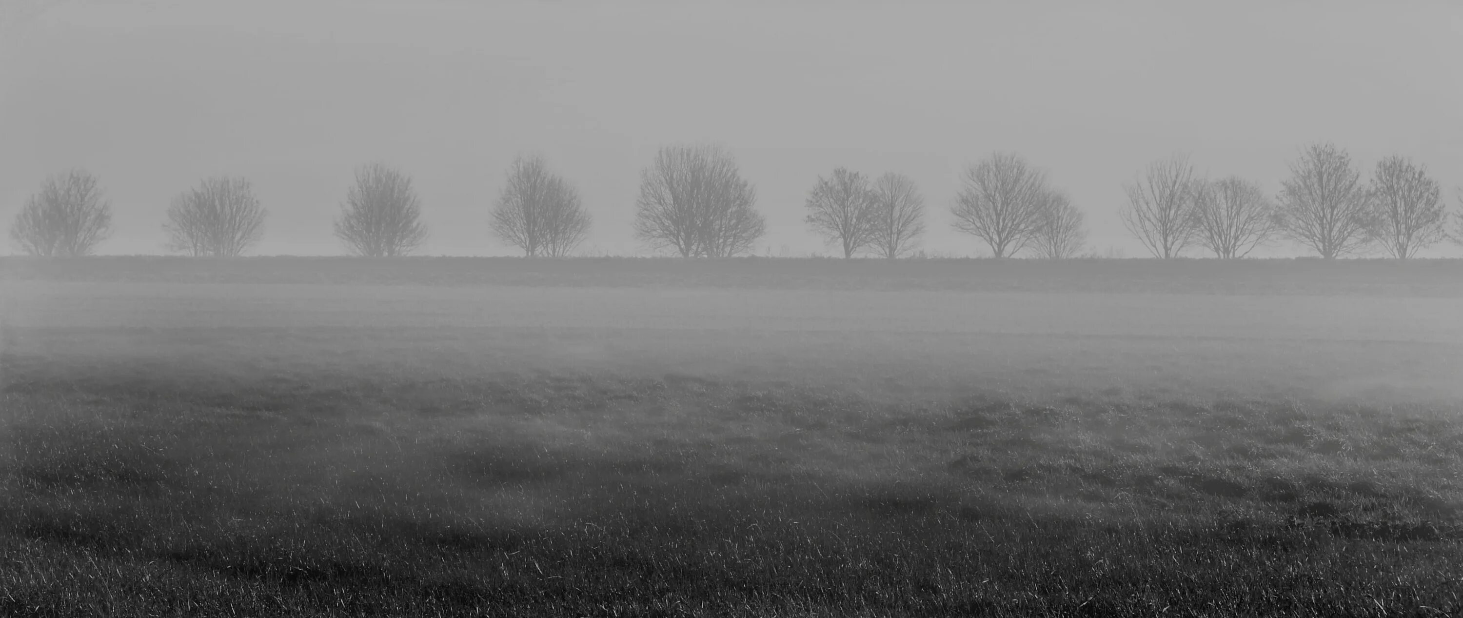 Белый туман. Серый туман. Серая трава. Туман и трава серое. Почему видео серое