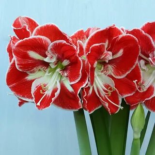 Амарилиус