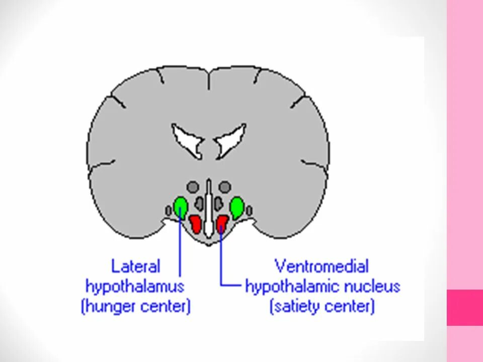 Гипоталамус и голод. Латеральный гипоталамус. Ventromedial Nucleus. Голод гипоталамус. The lateral and ventromedial Nucleus of the hypothalamus.