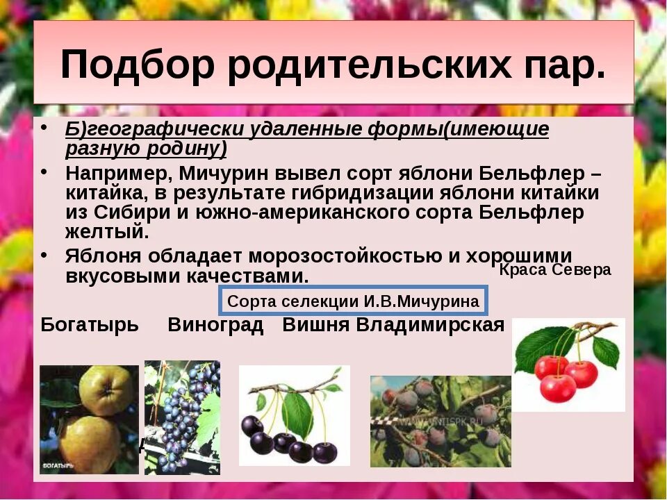 Результаты селекции. Подбор родительских пар селекция растений. подбор родительских пар селекция примеры. пример подбора родительских пар. примеры подбора родительских пар в селекции.
