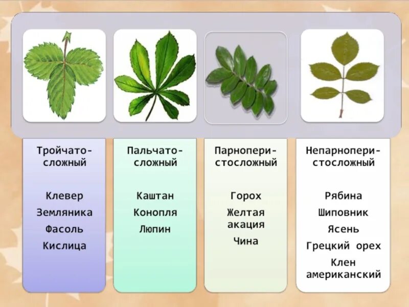 Сложный лист виды. Тройчато лопастной лист. простые и сложные листья. названия сложных листьев. простые и сложные листья таблица.