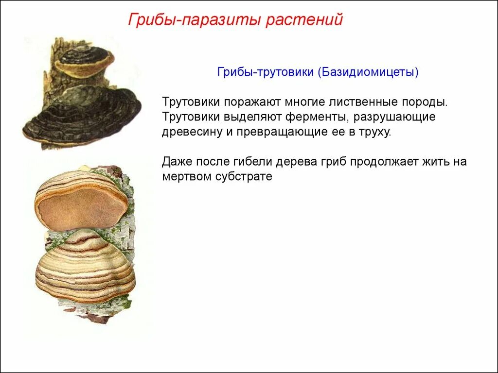 Грибы паразиты наносят большой вред. Плодовое тело гриба трутовика. Трутовик гриб паразит. Грибы паразиты трутовик биология 5 класс. Характеристика гриба трутовика.