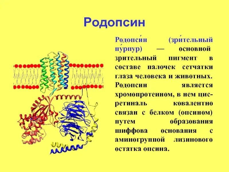 Белки пигменты. Родопсин структура белка. Палочки и колбочки пигмент родопсин. Зрительный пигмент йодопсин зрительный пигмент родопсин. Родопсин функция белка.