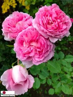 Helen rose