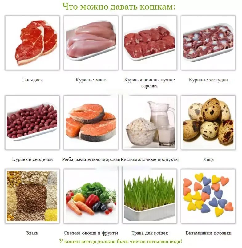 Чем можно кормить домашнюю кошку. Продукты питания для кошки. Список еды для кошек. Что можно есть кошкам. Питание кошек натуральной пищей.