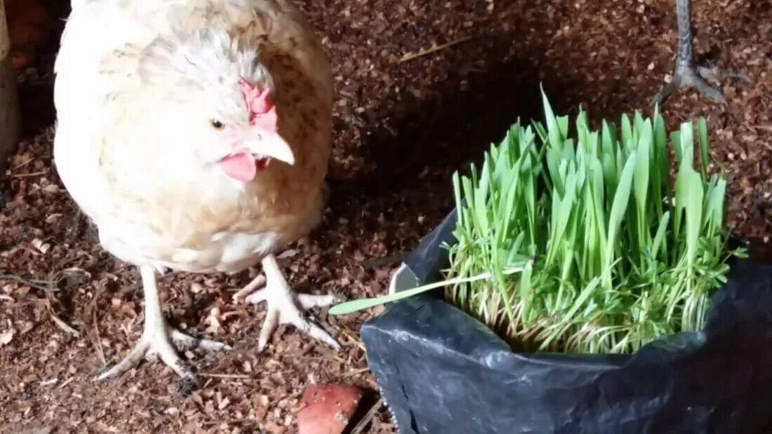 цыплята хайсекс браун. нормы кормления несушек. лук для кур несушек репчатый. куры корм. лук для кур несушек.