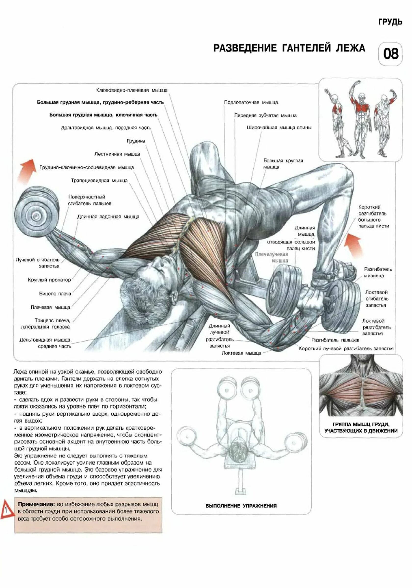 Упражнения на грудную мышцу разводка гантелей. Базовые упражнения на грудные мышцы с гантелями. Упражнения для закачки грудной мышцы. Упражнения для прокачки грудных мышц для мужчин.