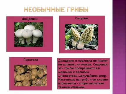 5 интересных фактов грибах