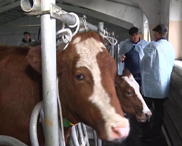 Эмбрион крс. Трансплантация эмбрионов животных. Трансплантация эмбрионов крс. Зародыш в матке коровы. Трансплантация эмбрионов крс.