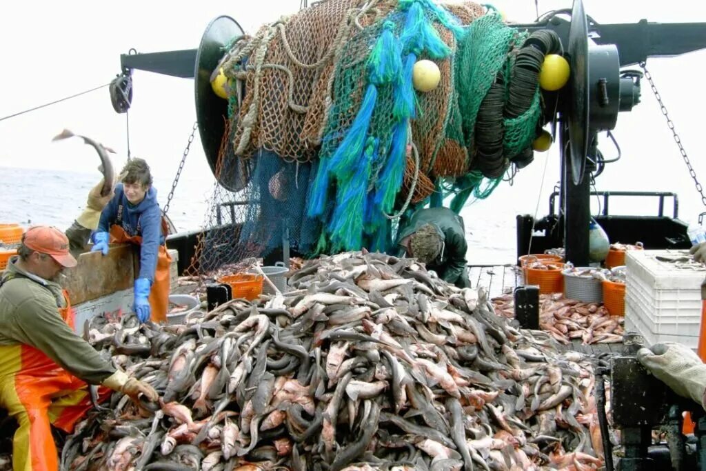 Промысел рыбы. Охотское море рыболовство. Рыбопромышленный комплекс сахалина. Минтай охотского моря. Рыбная промышленность приморского края.