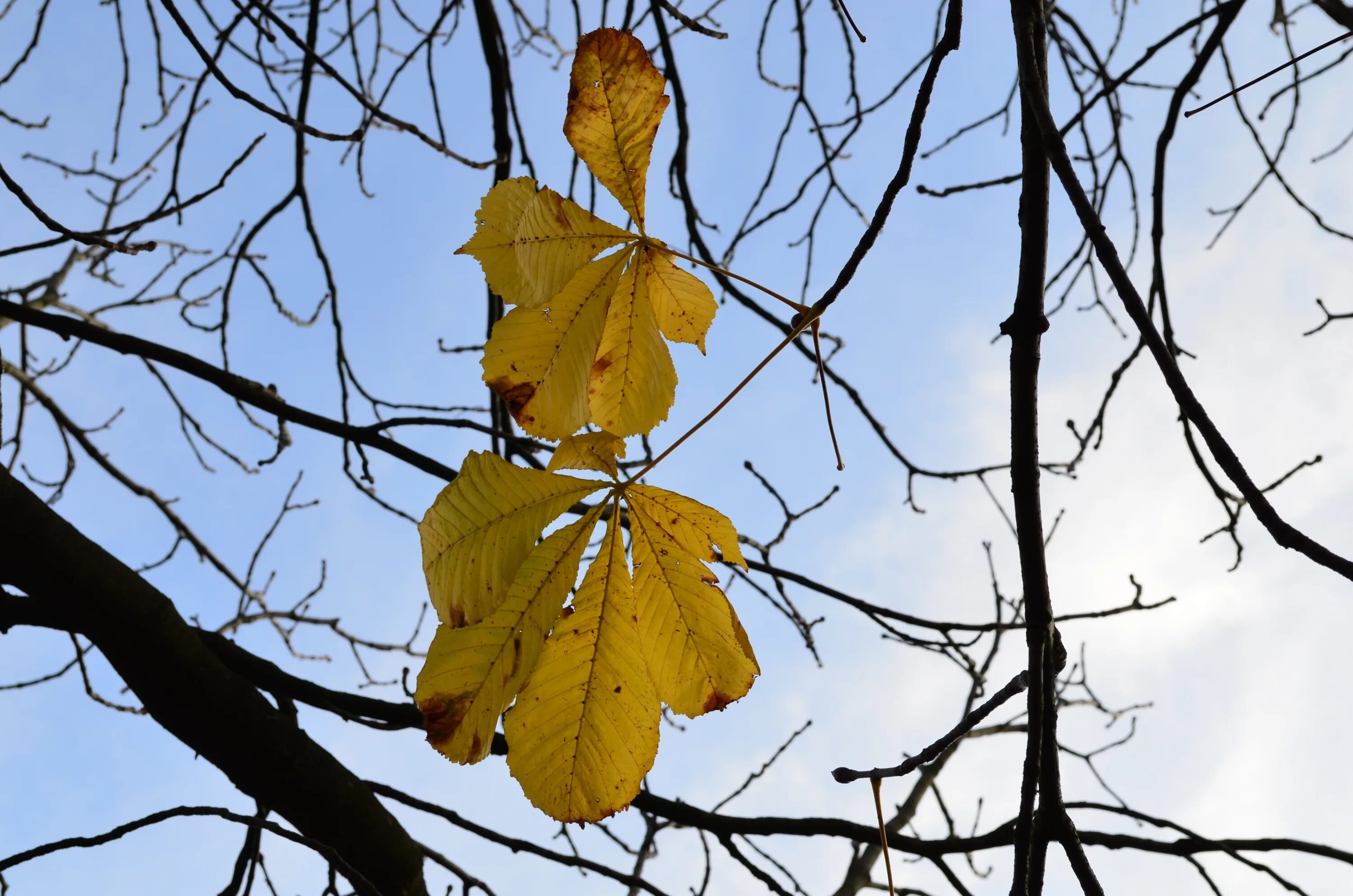 Дерево не дало листьев. Дерево с желтыми листьями. Осенние листья деревьев. Осенний листик на дереве. Листья каштана осенью.