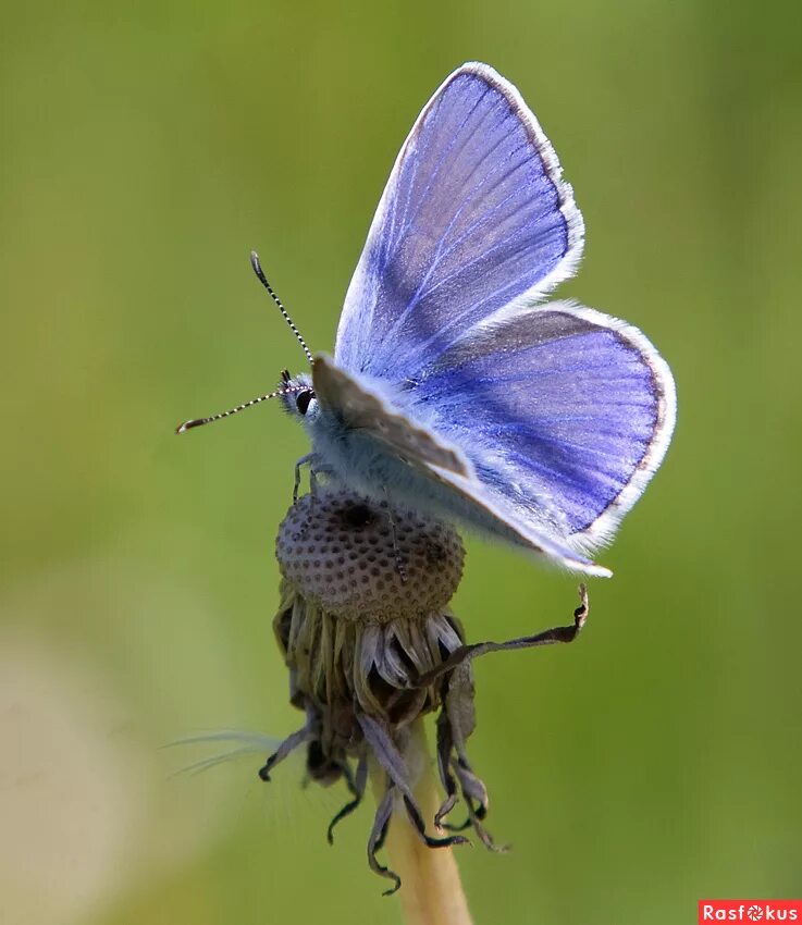 голубянка икар. голубянка икар. голубянка икар бабочка. бабочка голубянка. голубянка аргали бабочка.