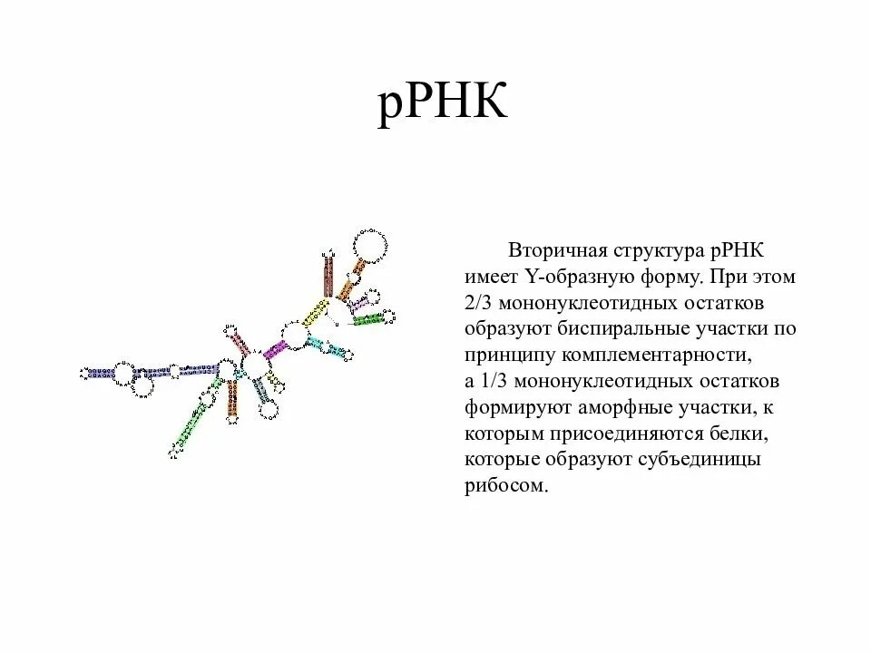 Рибосомная РНК. Вторичная структура рибосомальной РНК. Структура рибосомальной РНК. Вторичная структура р РНК.