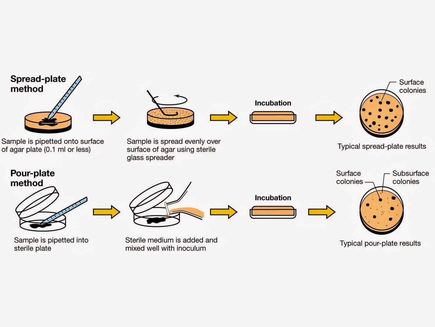 Homing method. Cfu. pour plate method. spread plate method. метод pour plate.