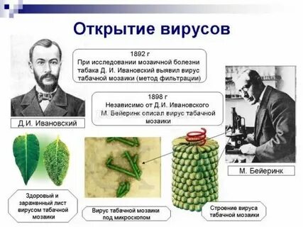 Вирус табачной мозаики состоит из