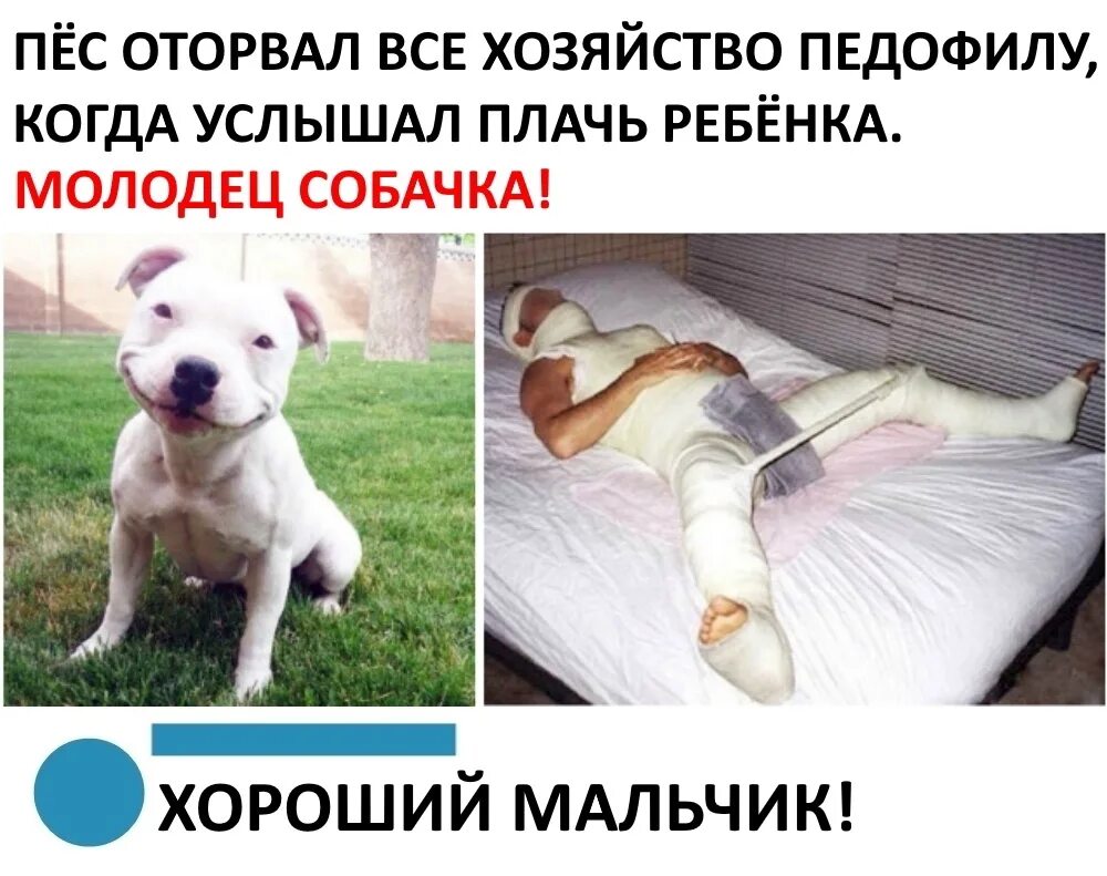 Хороший пес мем. Стикеры восхищения. Картинка собаки молодец. Собака молодец. Викторина по простоквашино.