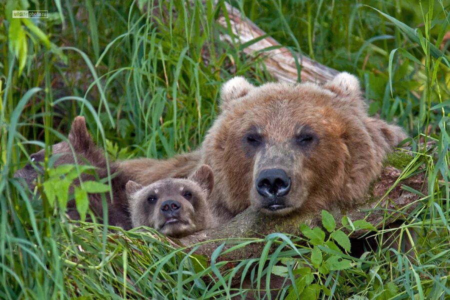 Сочинение по фото камчатский бурый медведь 5. Медведь Пестун. Бурый медведь Пестун. Камчатский бурый медведь. Семья медведей.
