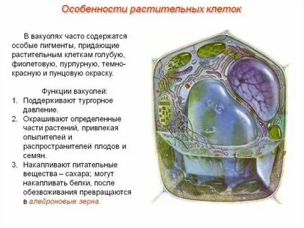 Зеленые тельца клеток растений называются