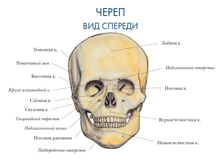 Назови кости черепа. Кости черепа человека анатомия атлас. Строение черепа вид спереди. Череп строение анатомия кости. Атлас Синельникова кости черепа.