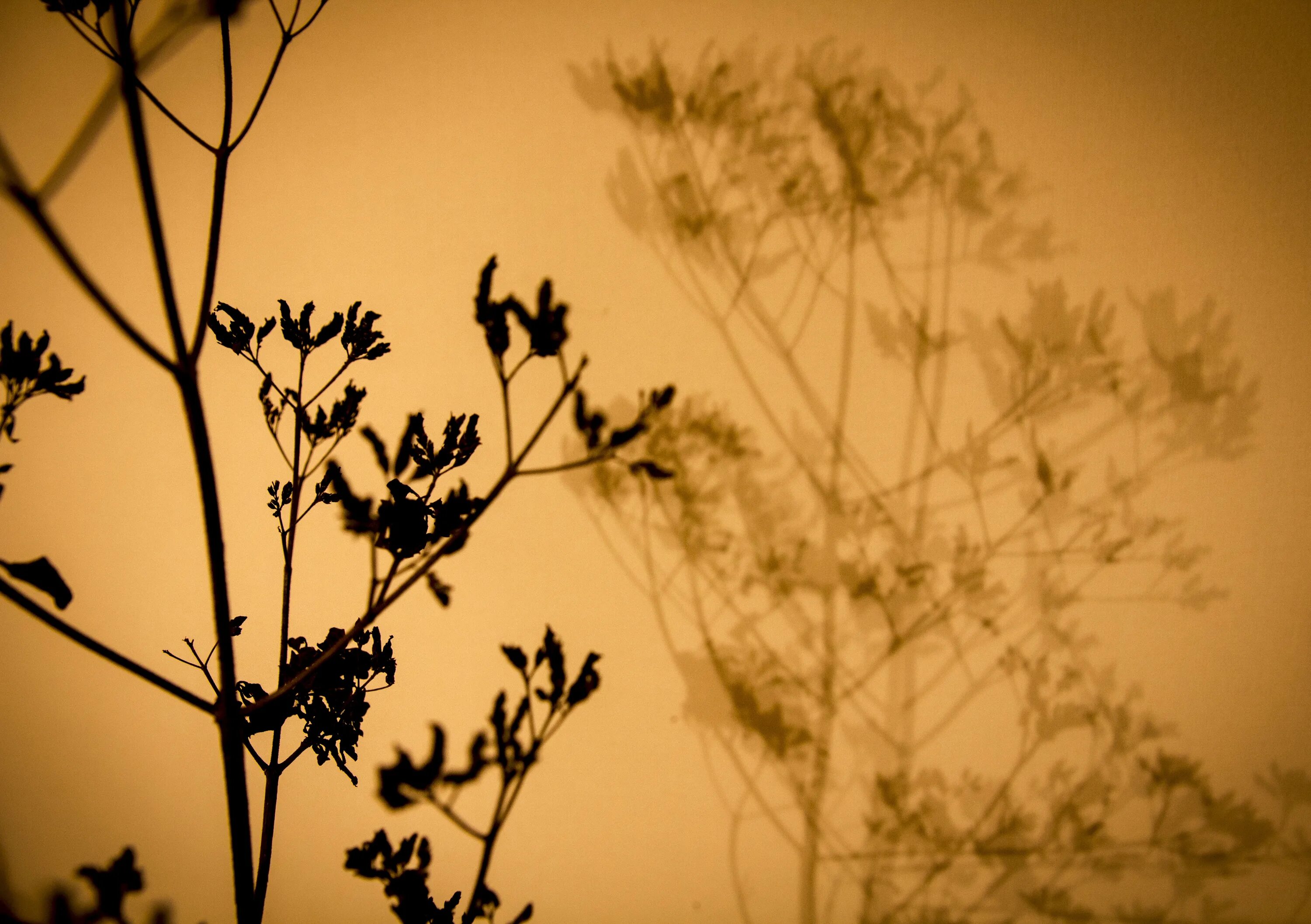 Shadows background. Тень от цветов. Растения для тени. Тень растения на стене. Тень от цветов на стене.