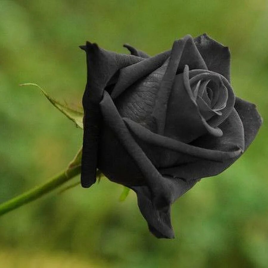 Черные розы Халфети. Черный цвет.